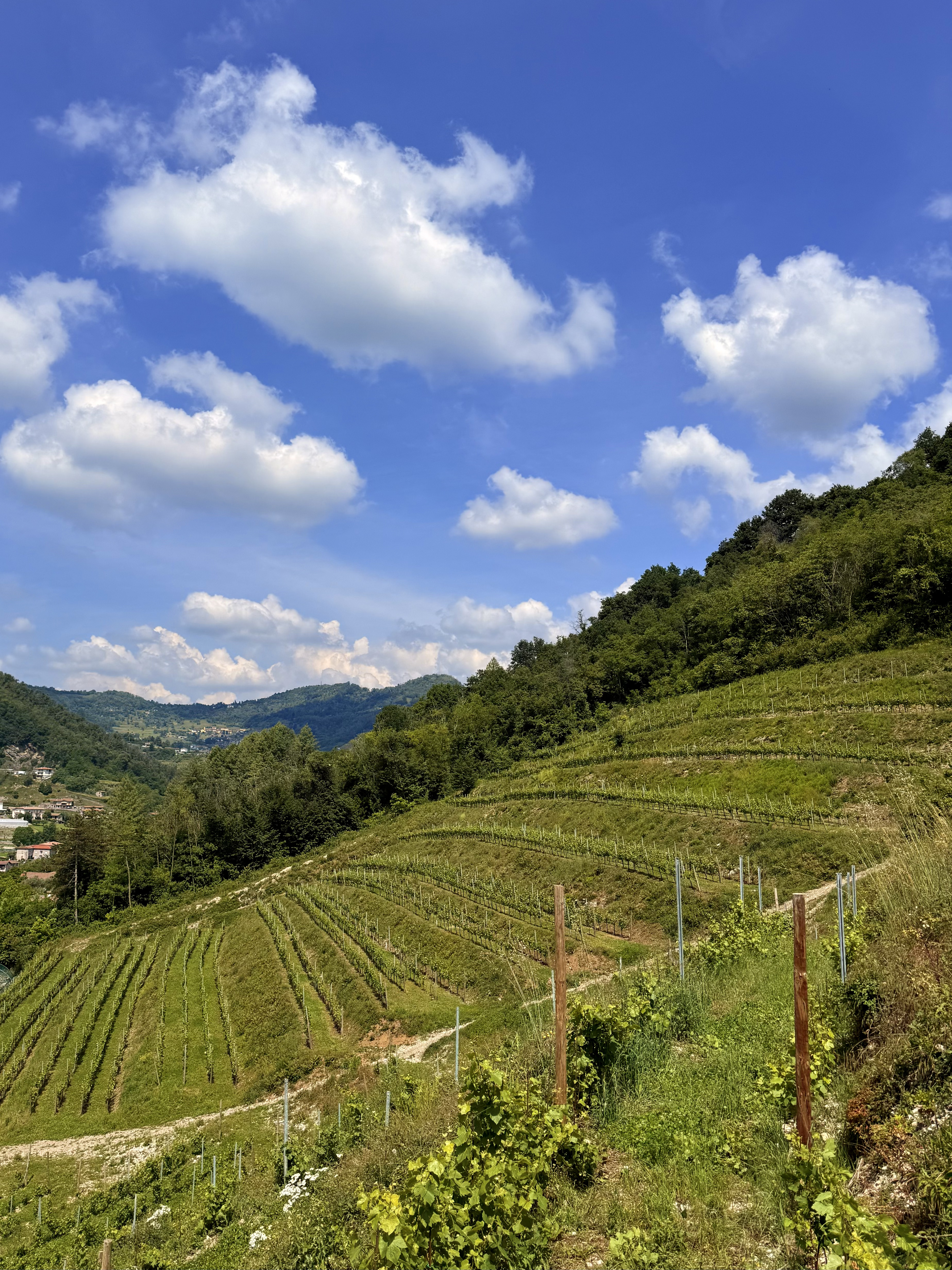 Dettaglio del vigneto Albarec