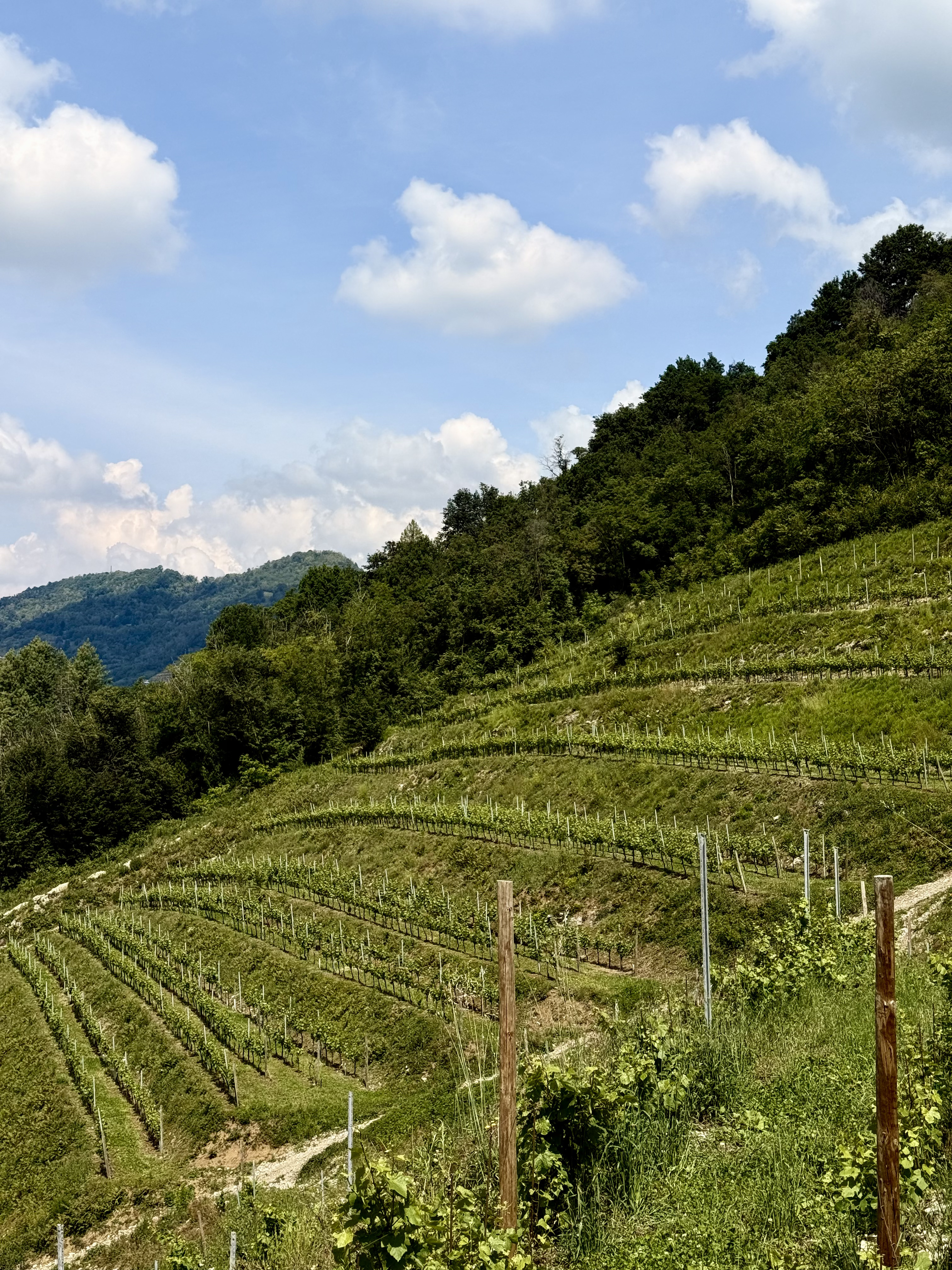 Vite e paesaggio Albarec