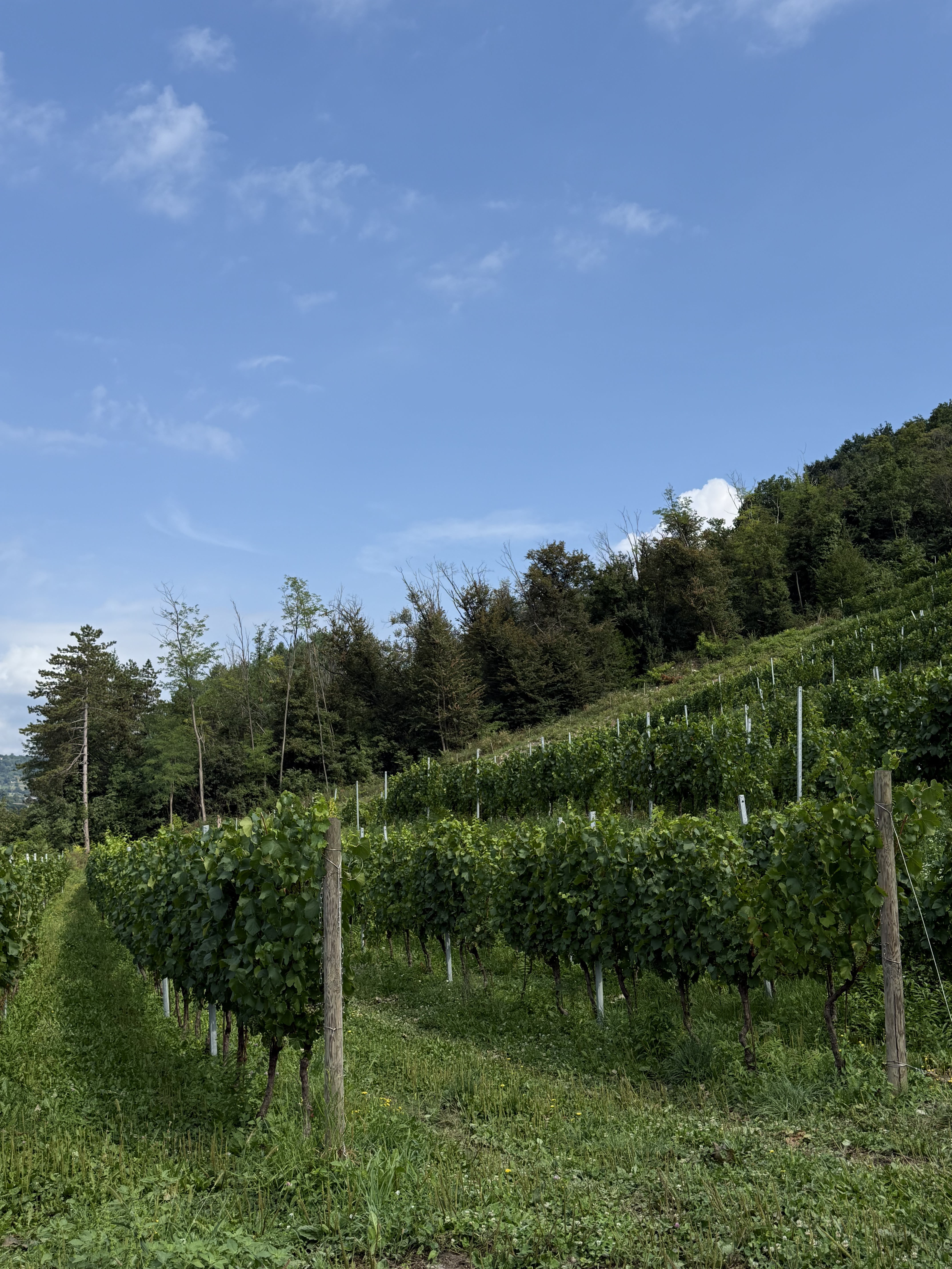 Filari immersi nel verde
