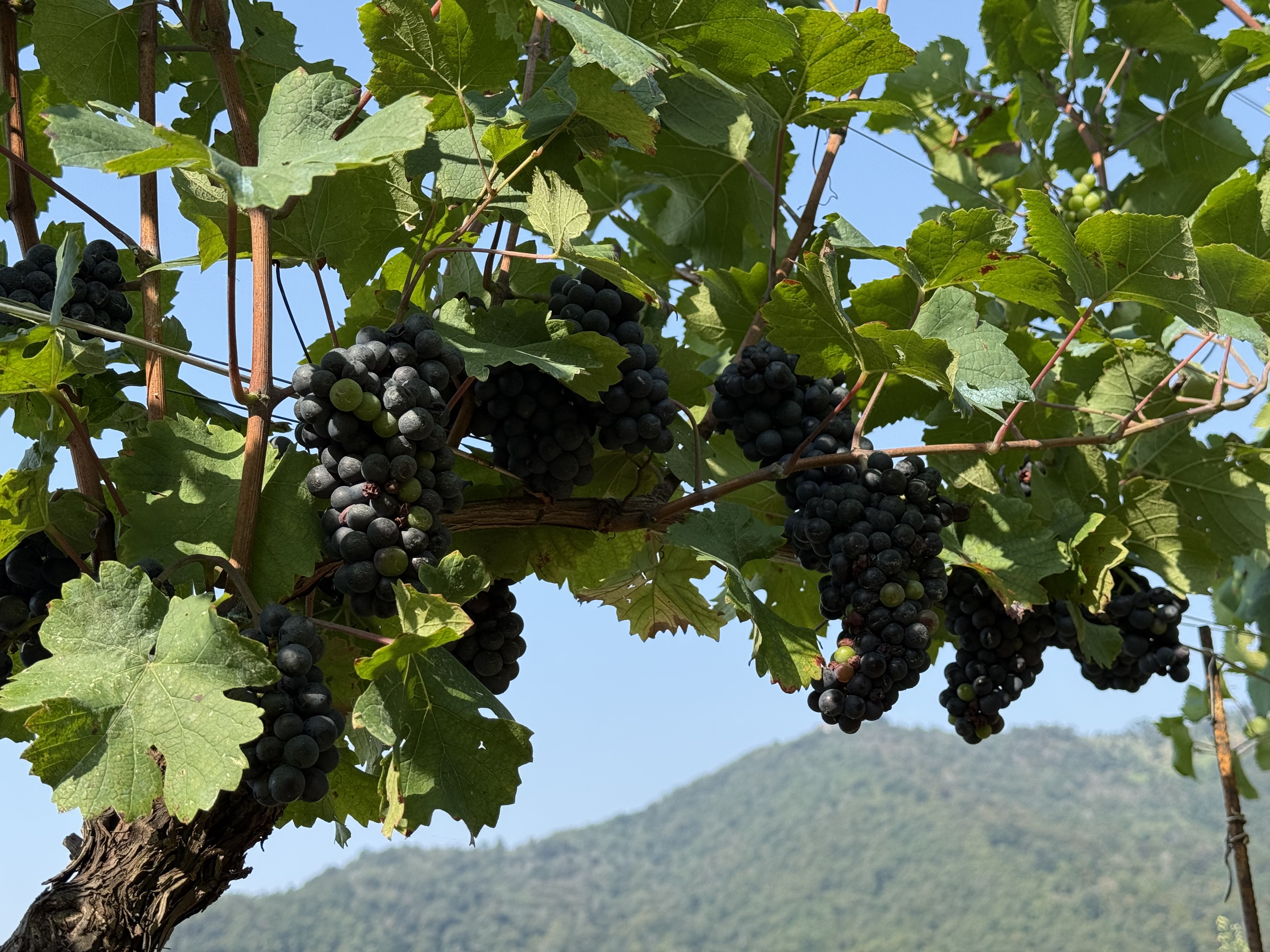 Grappoli e foglie della vite