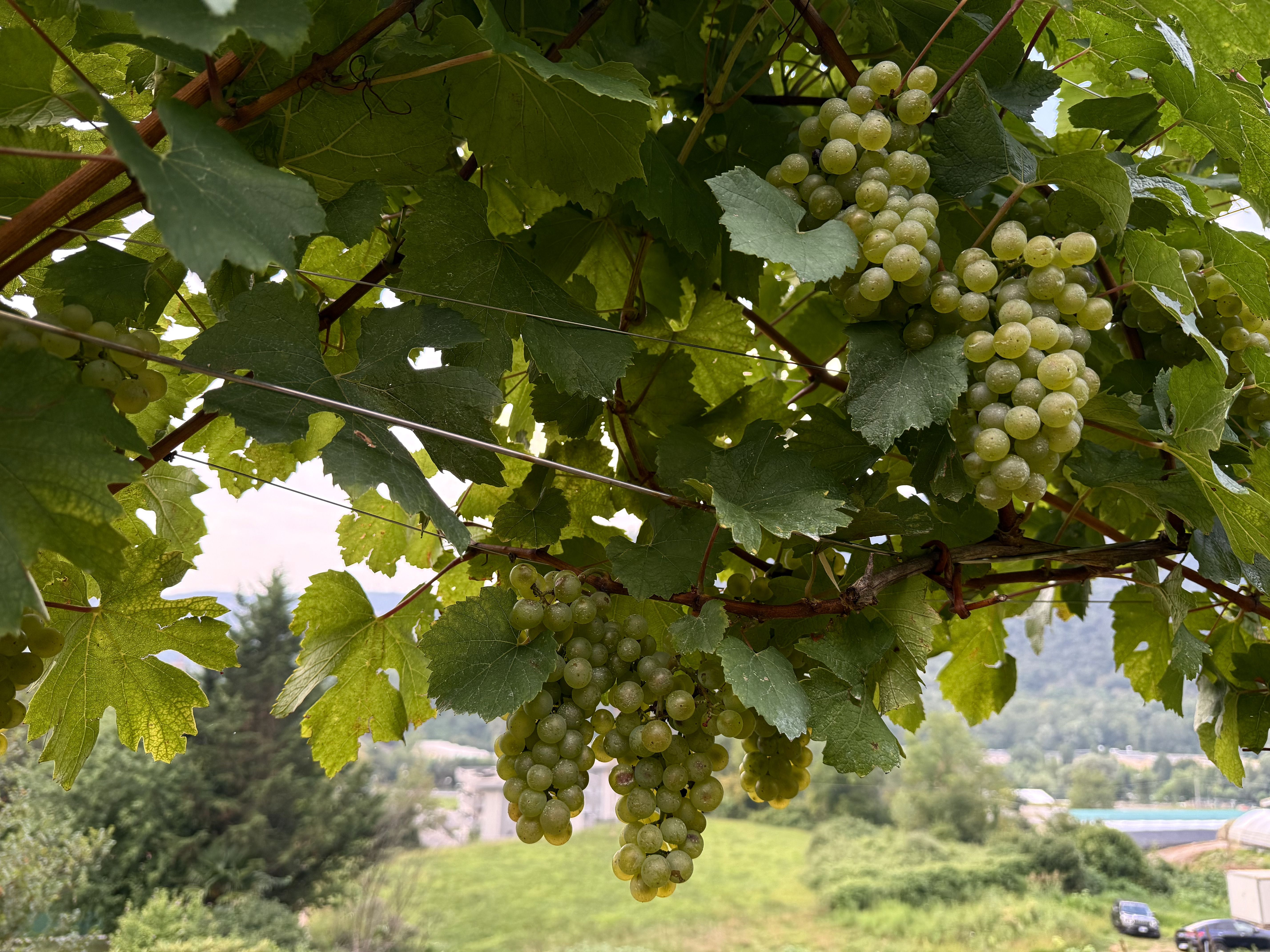 Bosco e filari Albarec