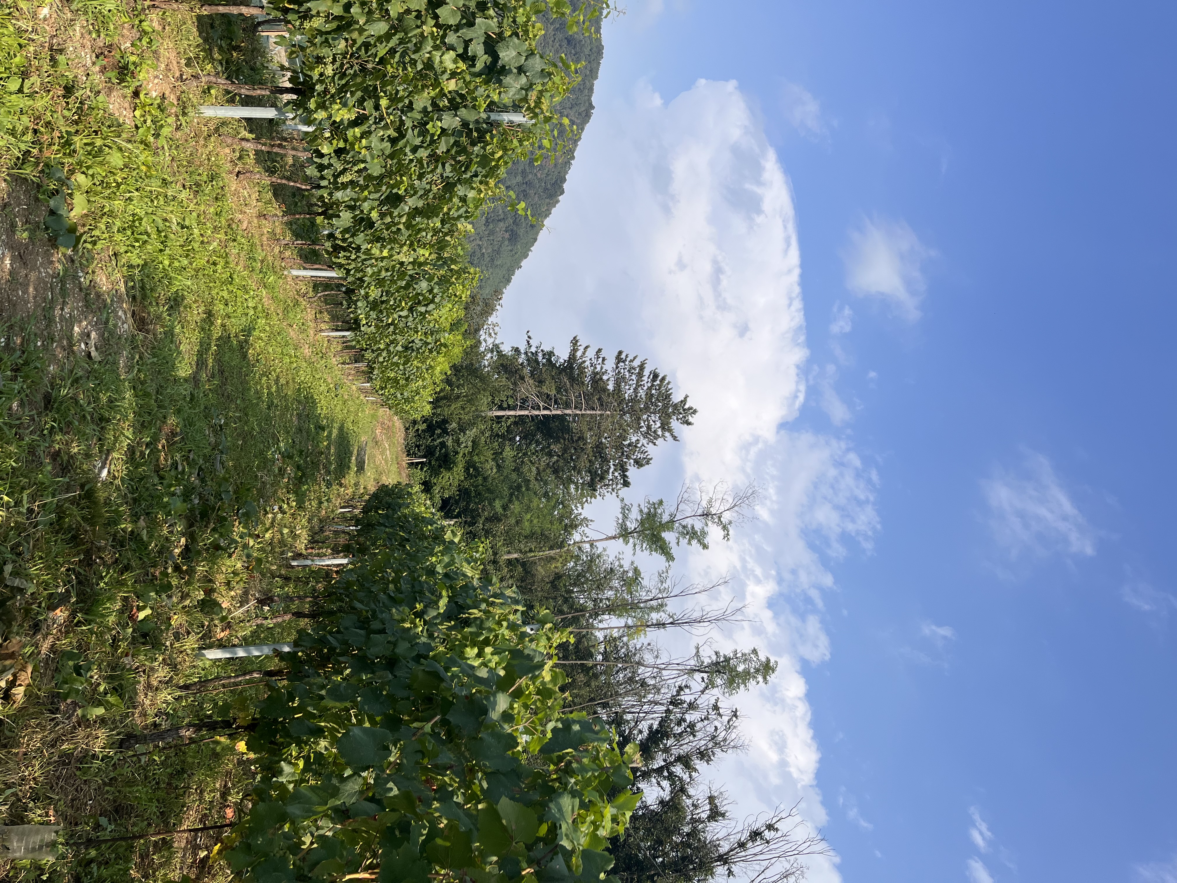 Dettaglio del paesaggio Albarec