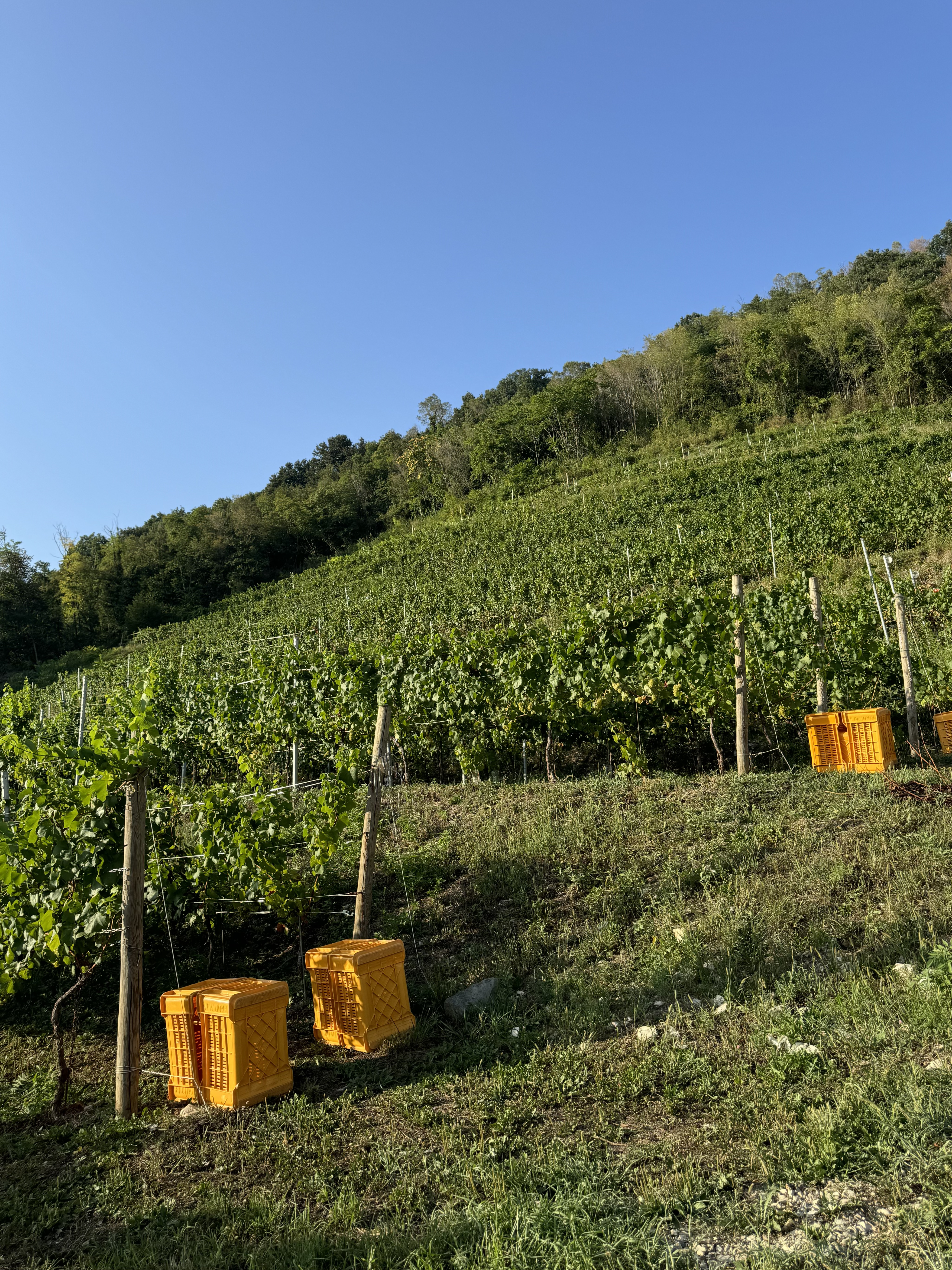 Rilievi del vigneto Albarec
