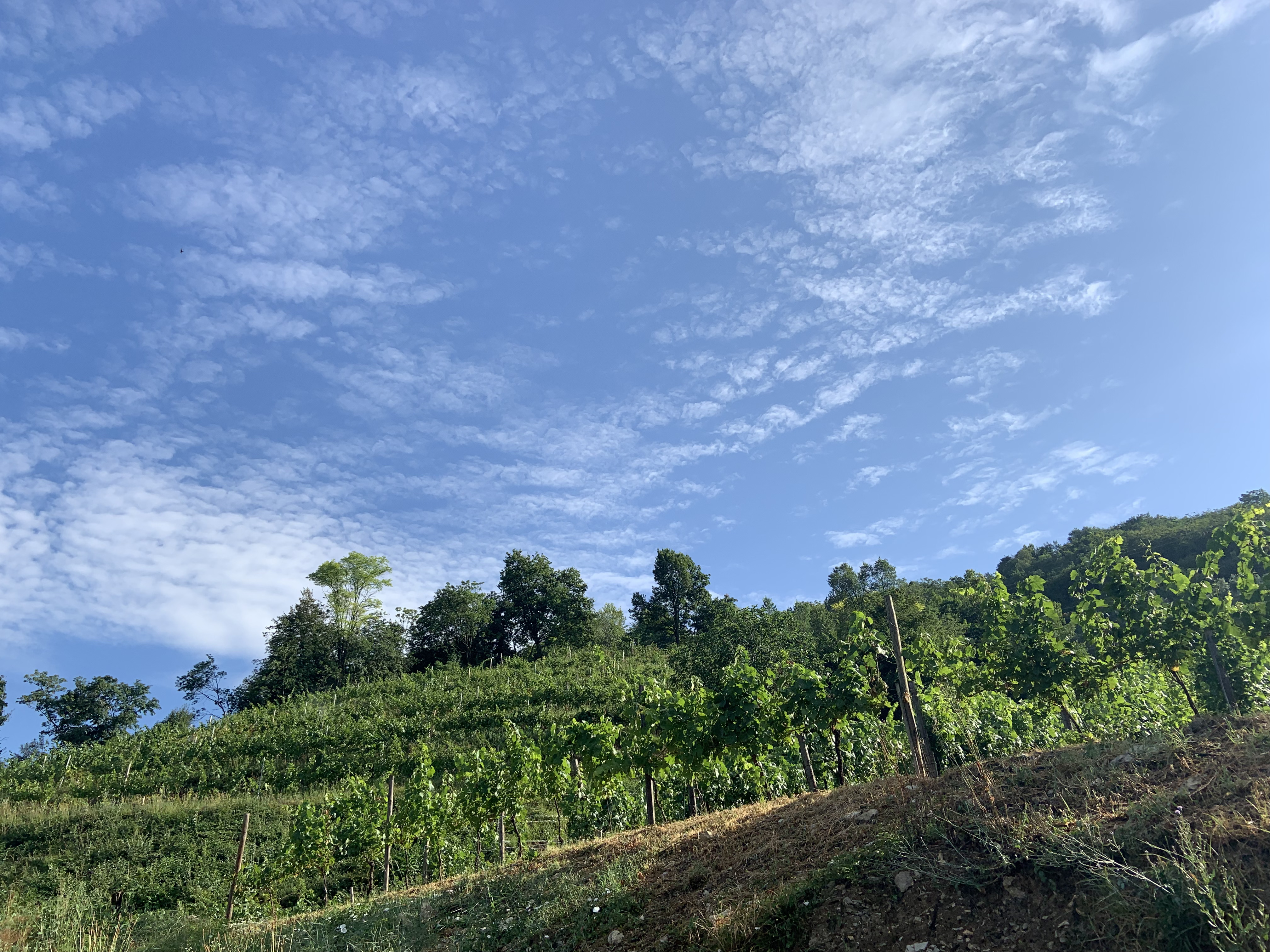 Pendenza del vigneto Albarec