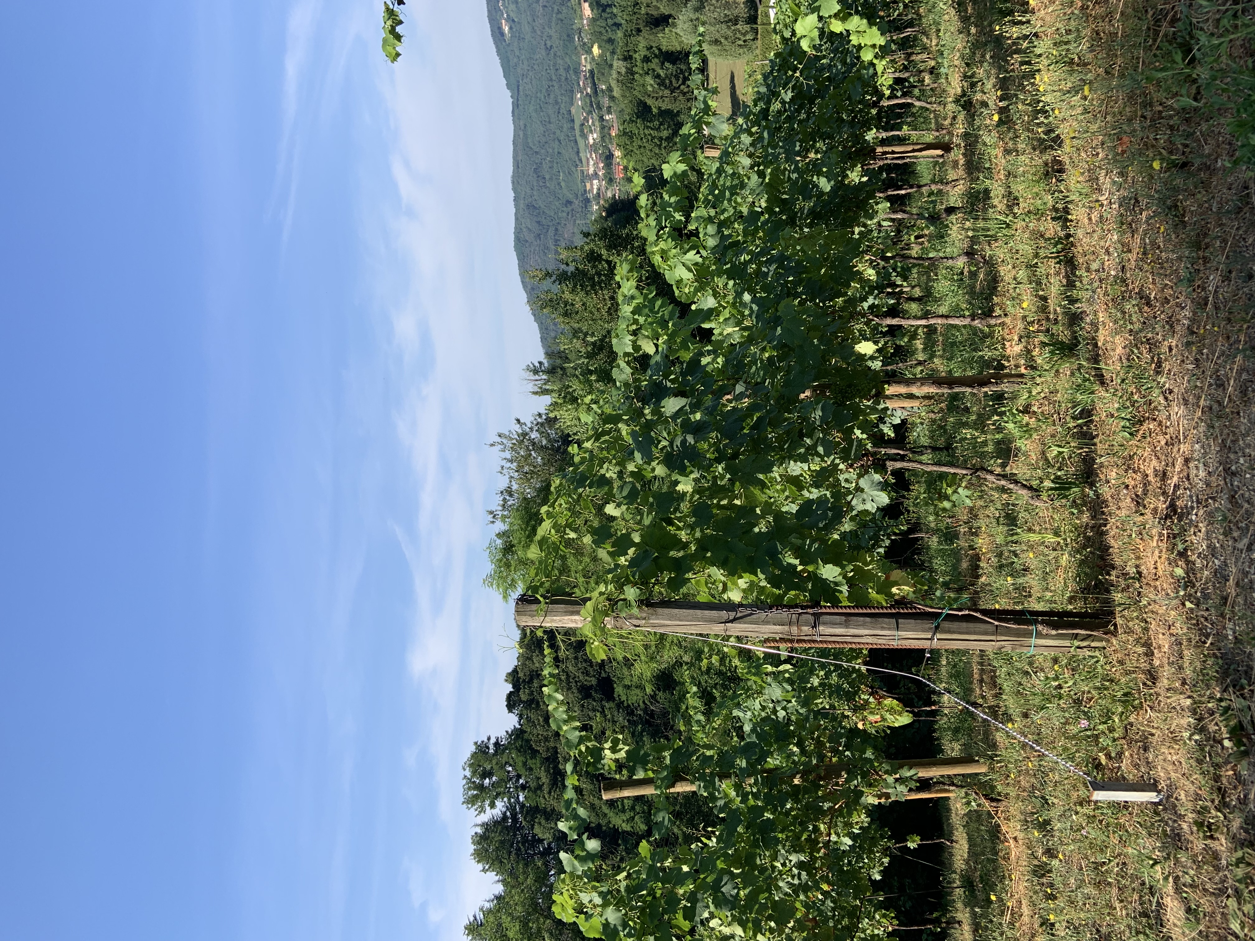 Vigneto e luce naturale
