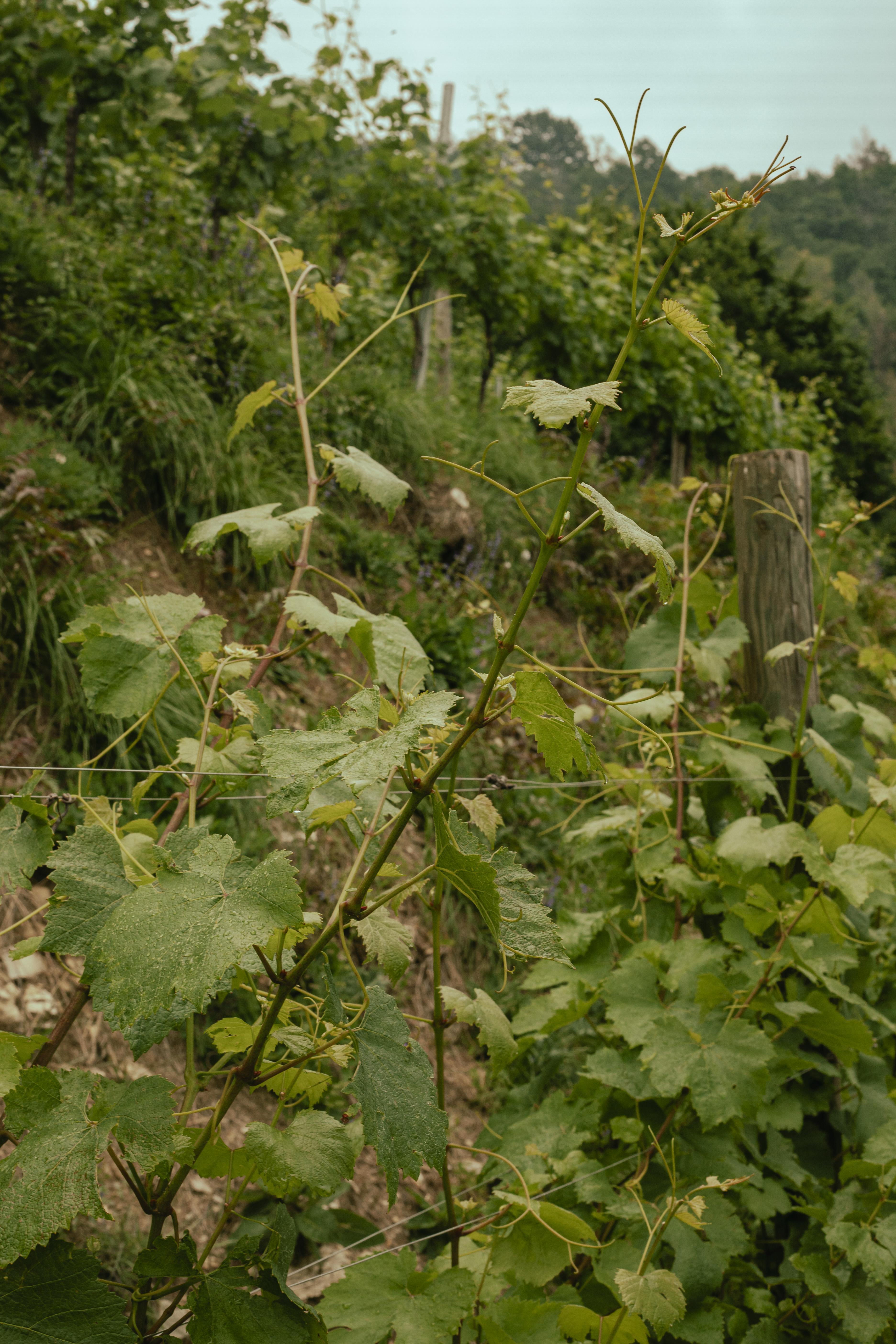Toni caldi del territorio Albarec