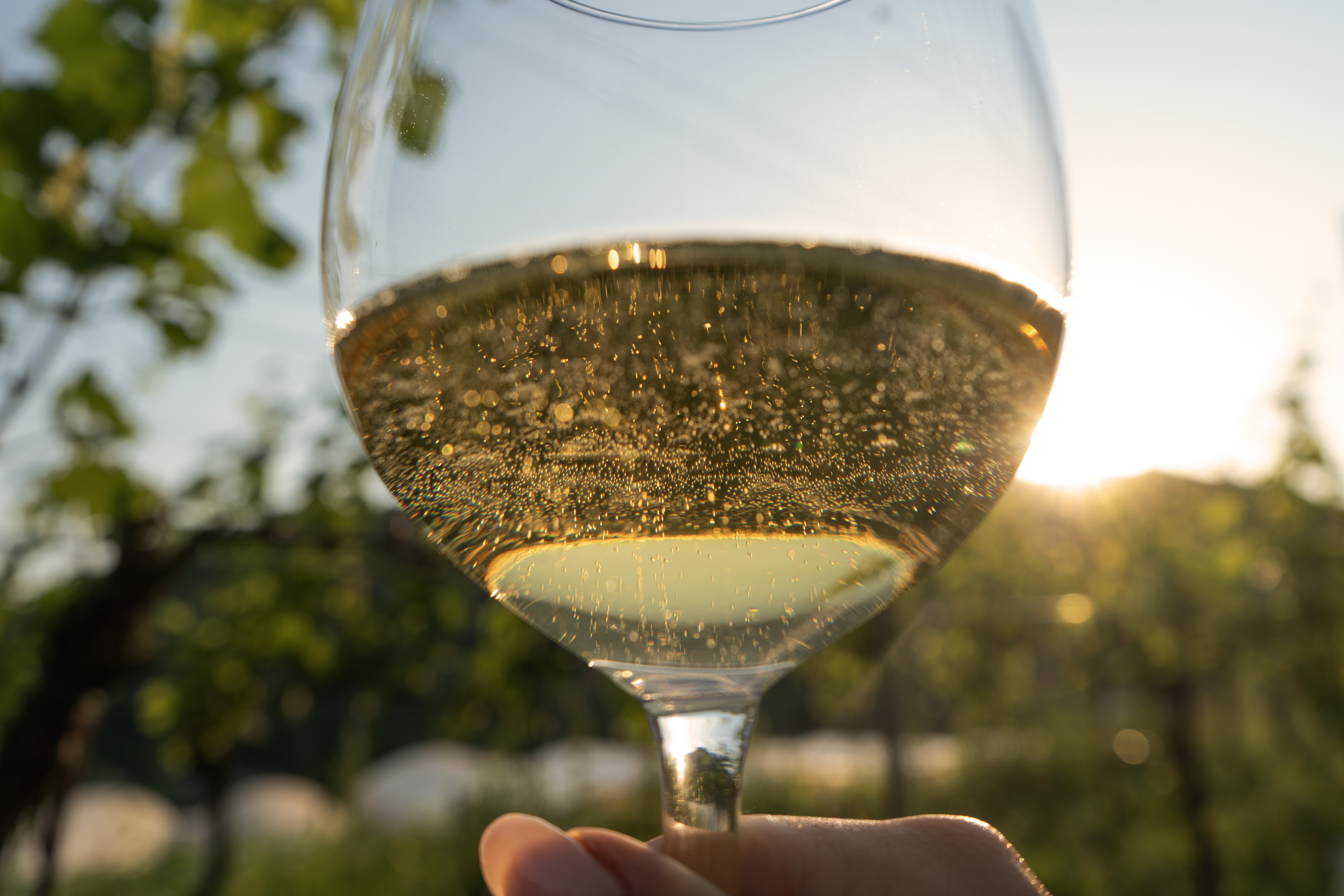 Calice di vino Albarec con bollicine nel vigneto