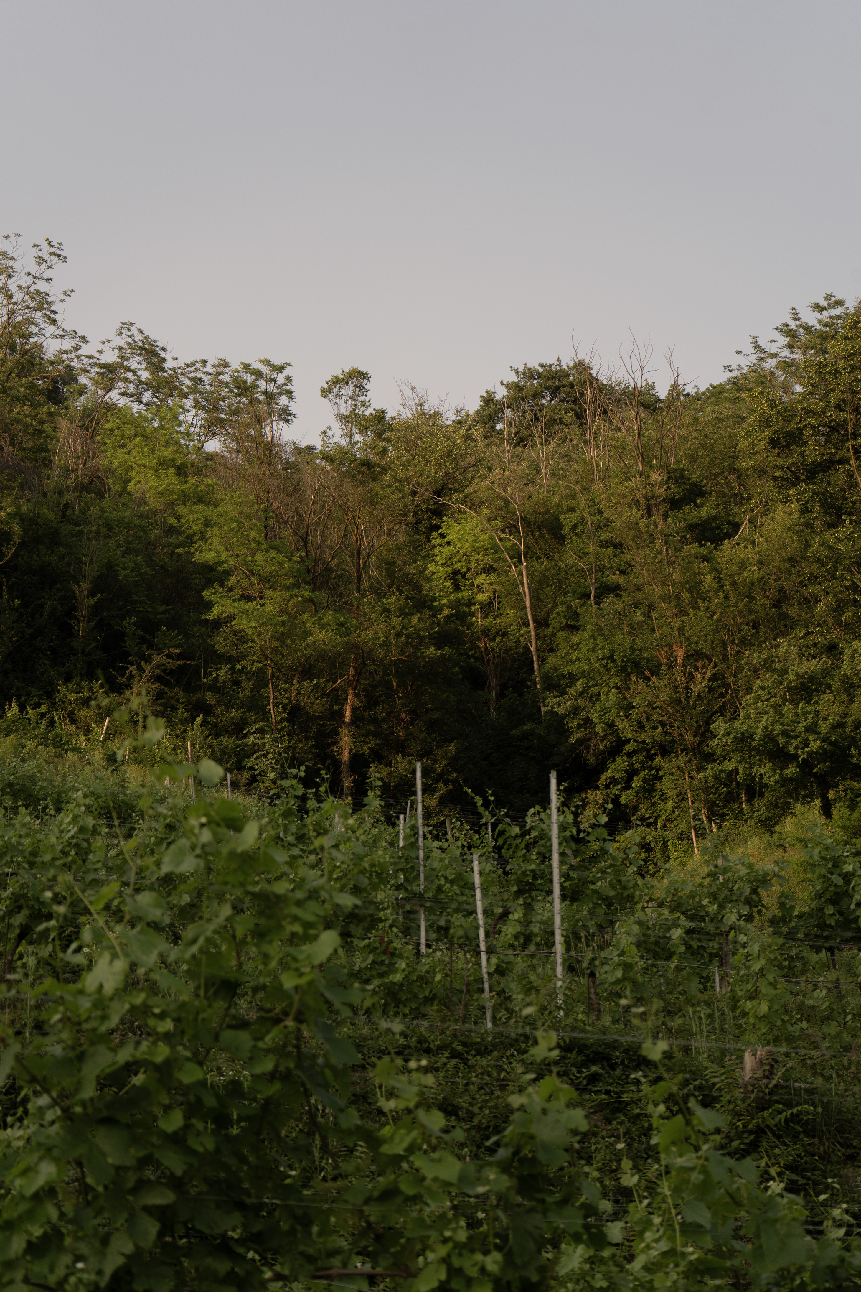 Bosco e vigneto Albarec