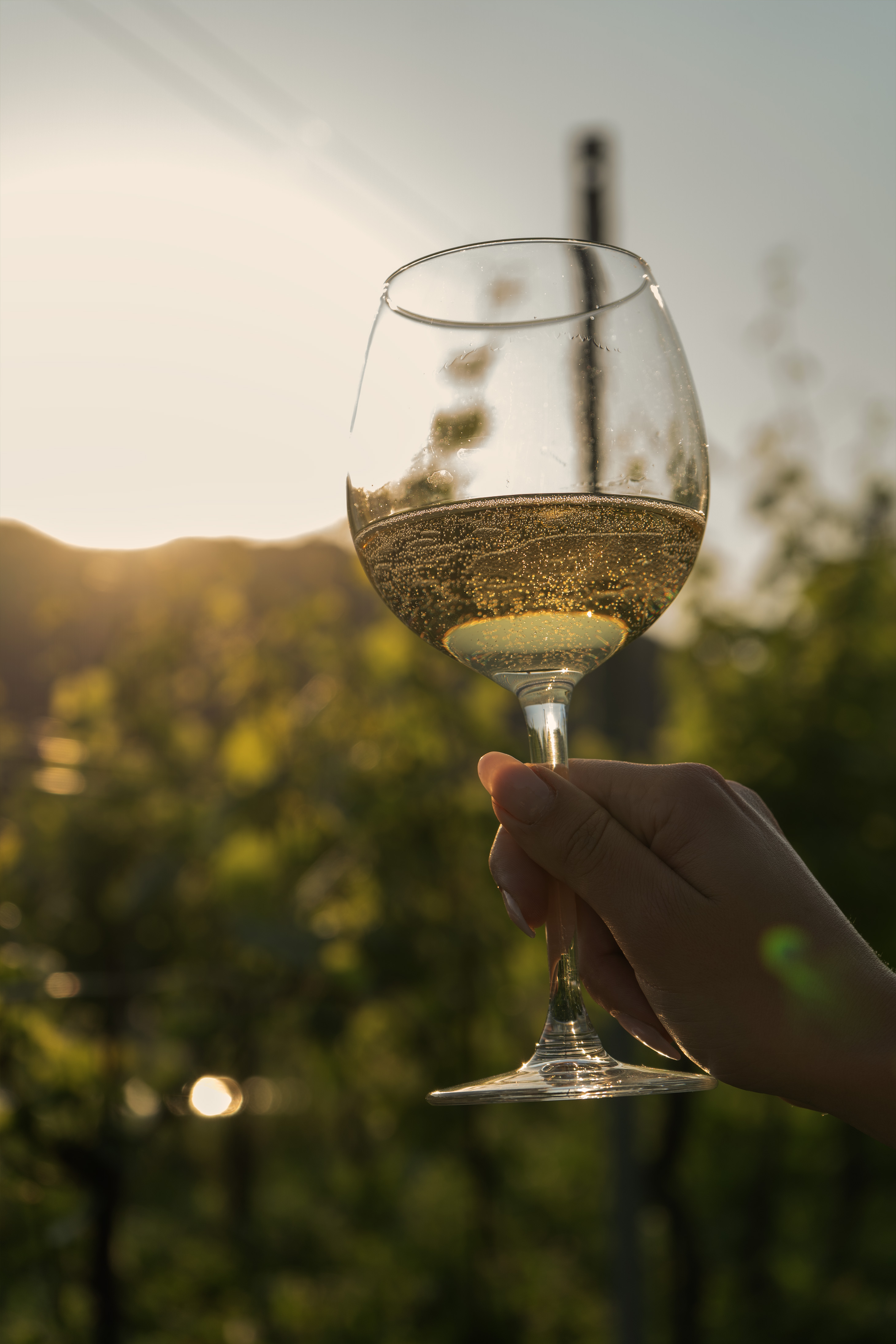 Verso del vino nel calice in vigneto