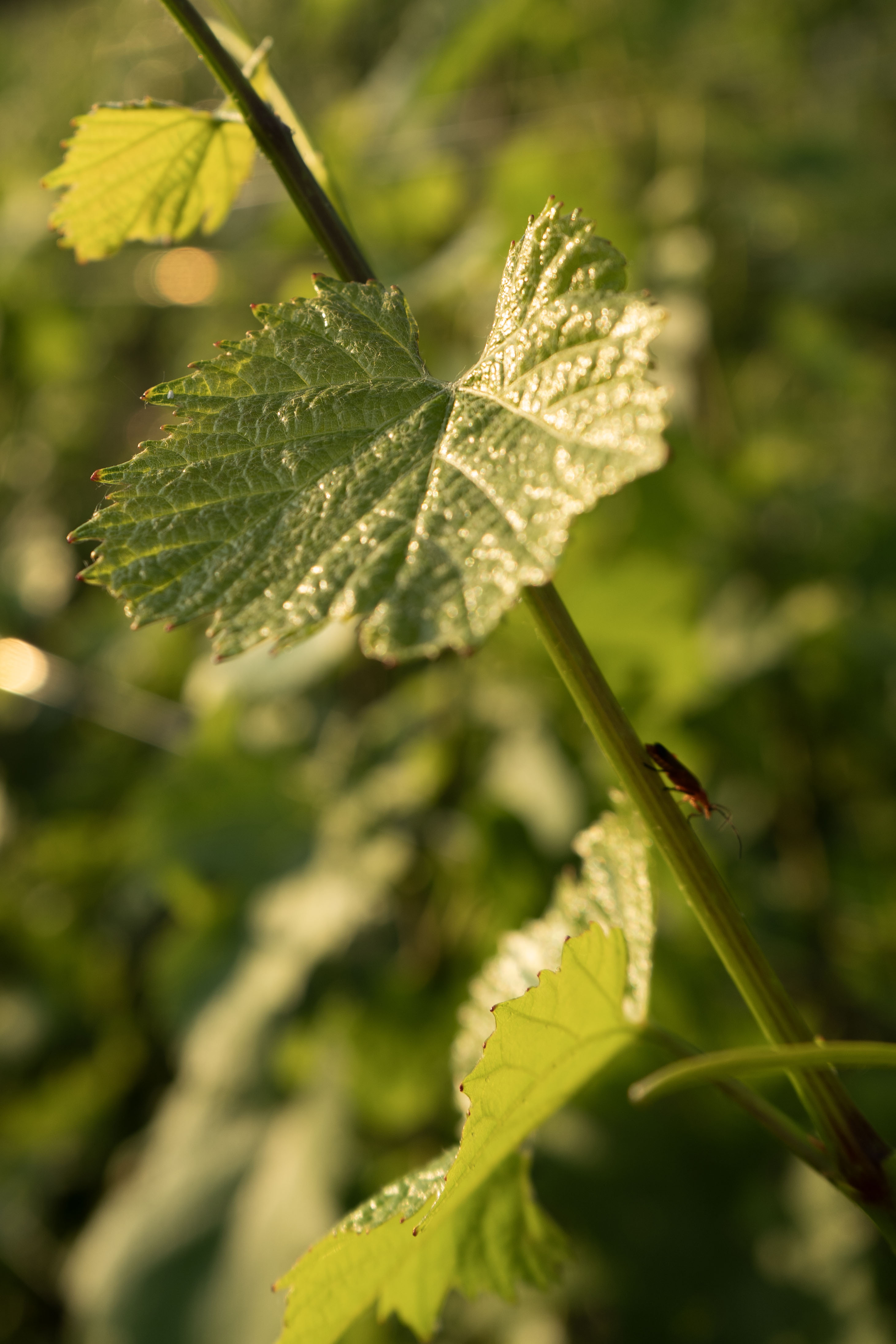 Mescita di vino Albarec al tramonto