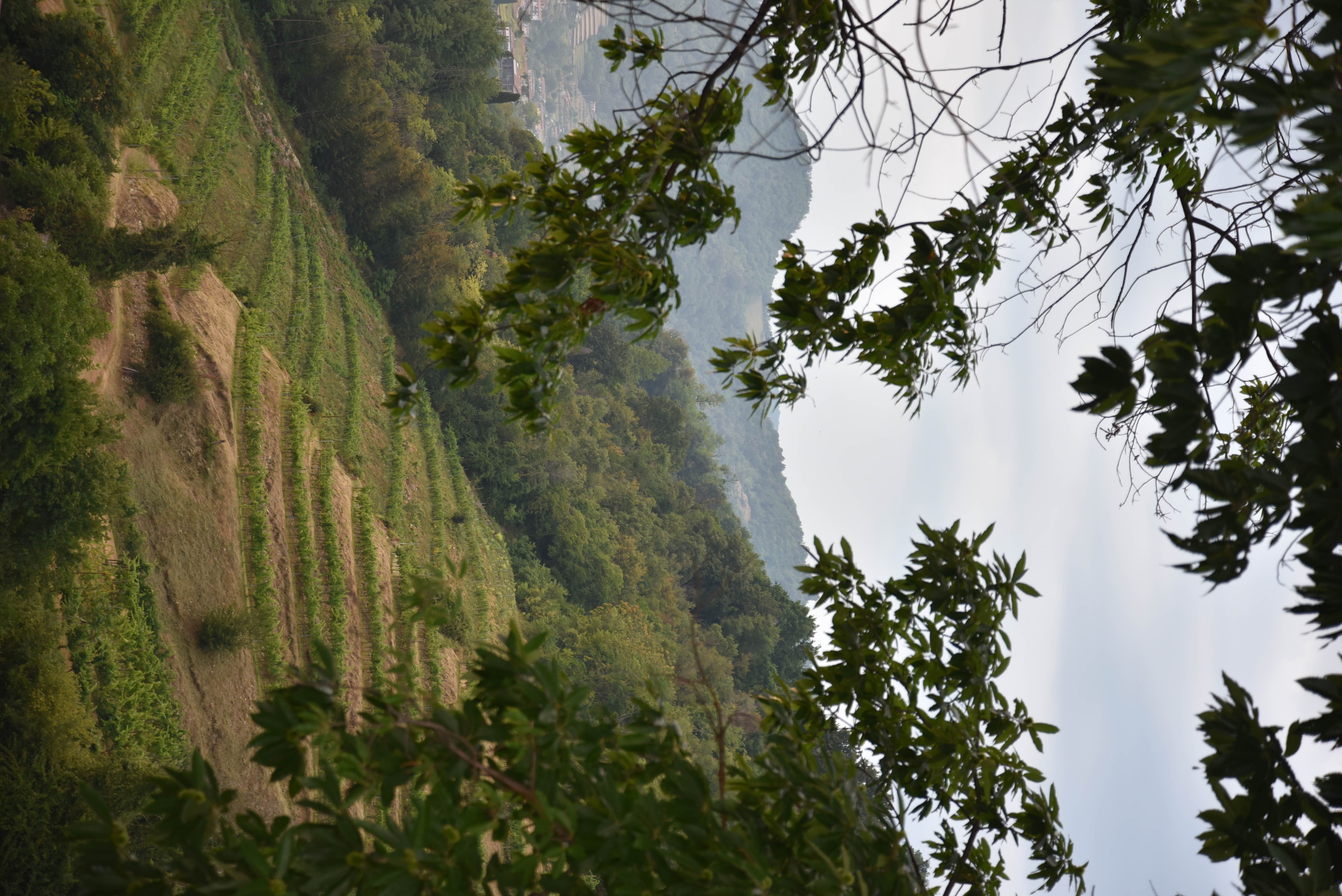 Vigneto Albarec visto dalla collina