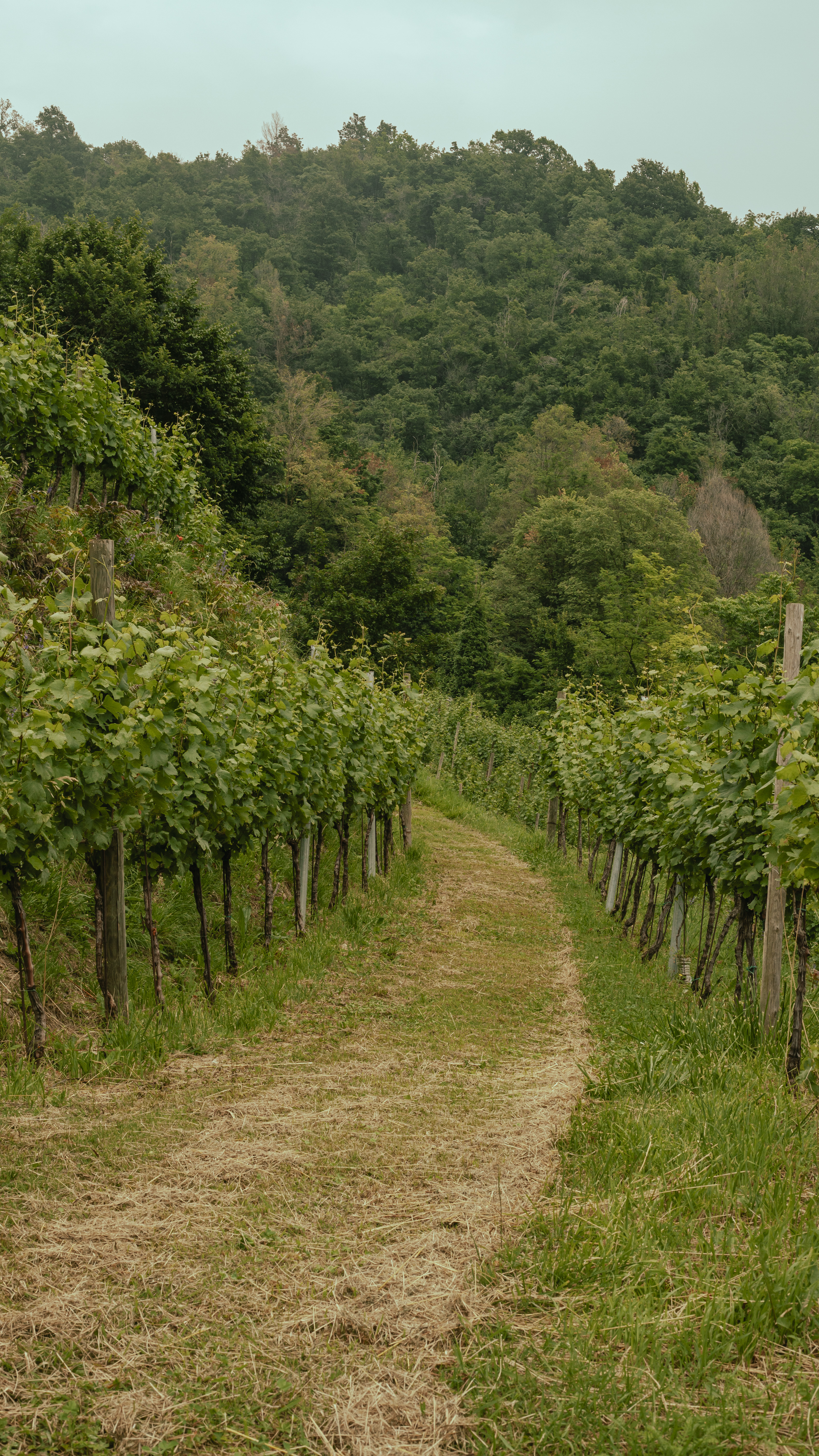 Vigneto Albarec