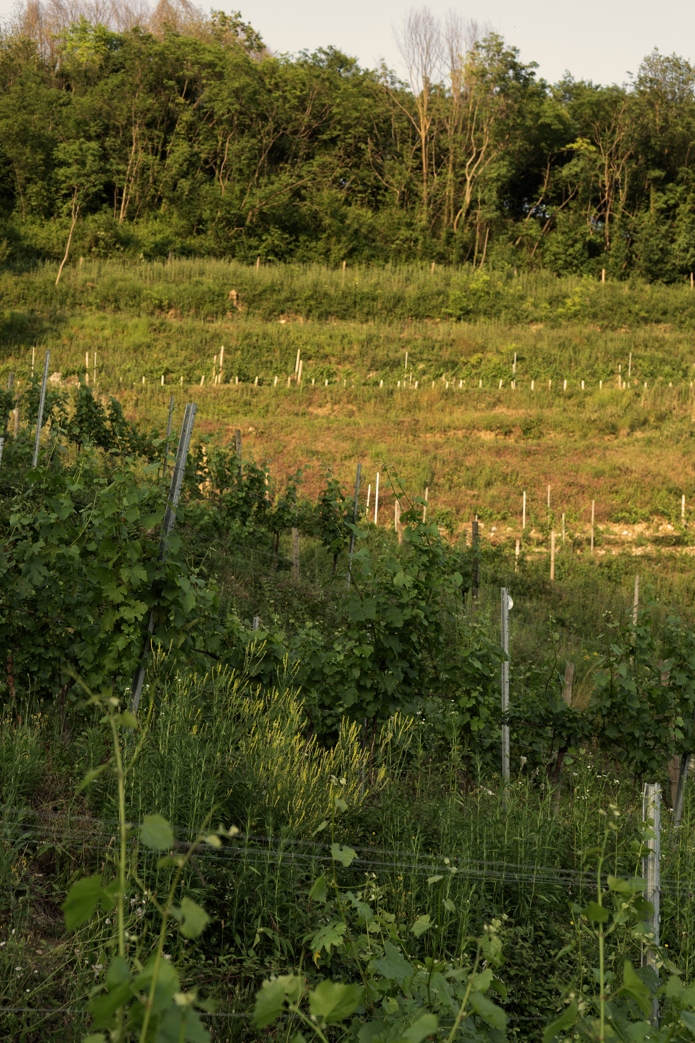 Dettaglio dei vigneti del Roncone