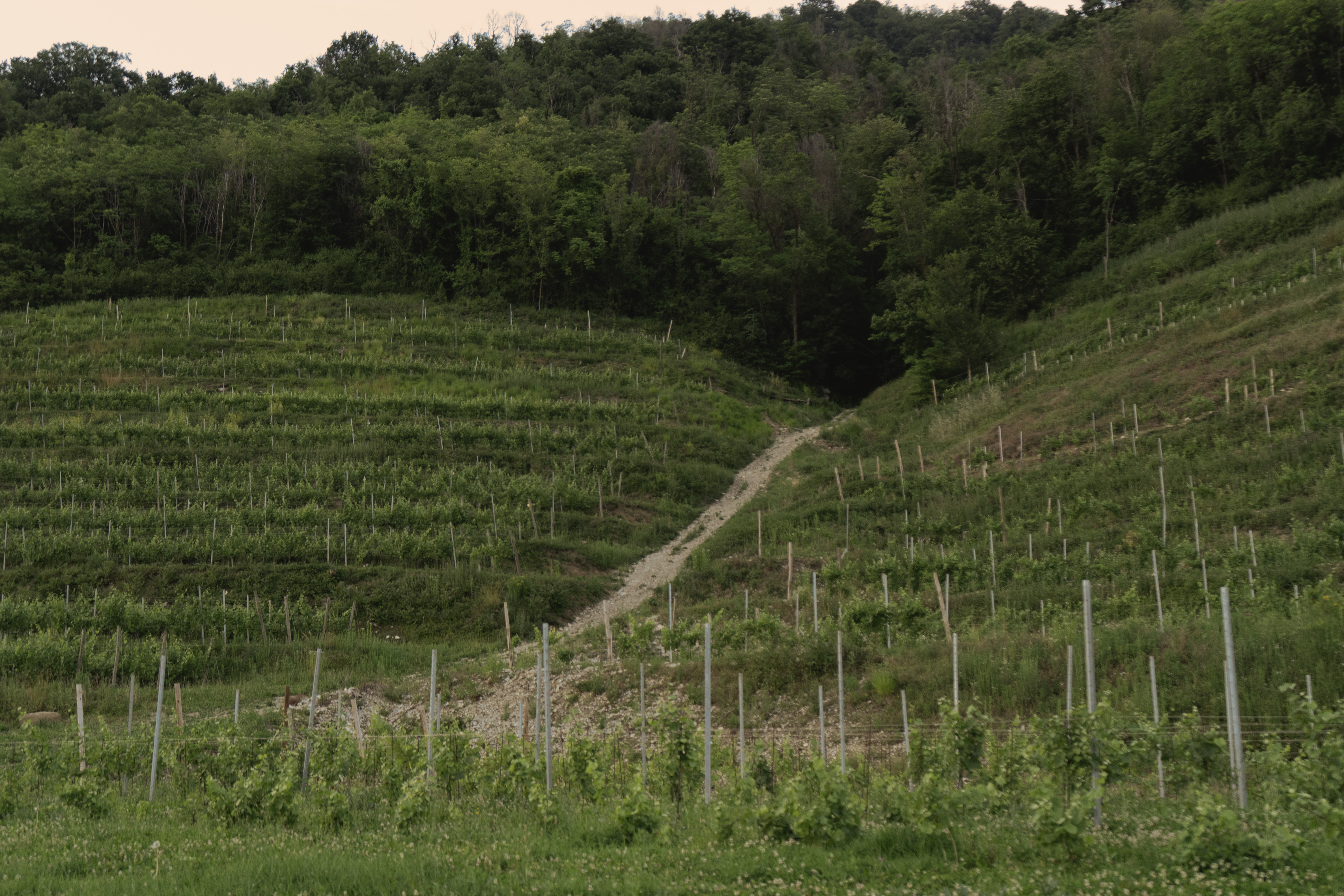 Degustazione Albarec tra i filari