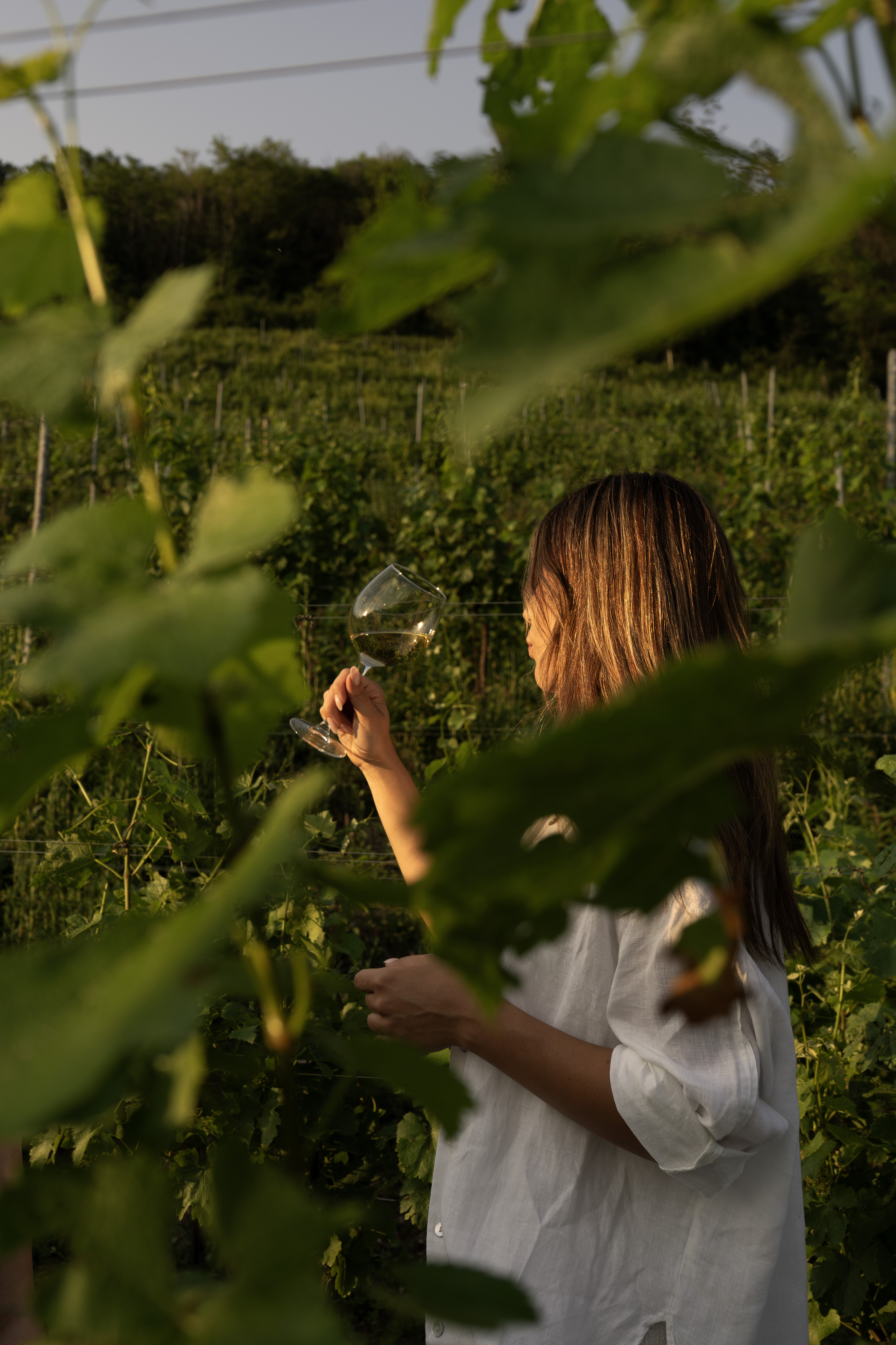 Degustazione Albarec tra i filari