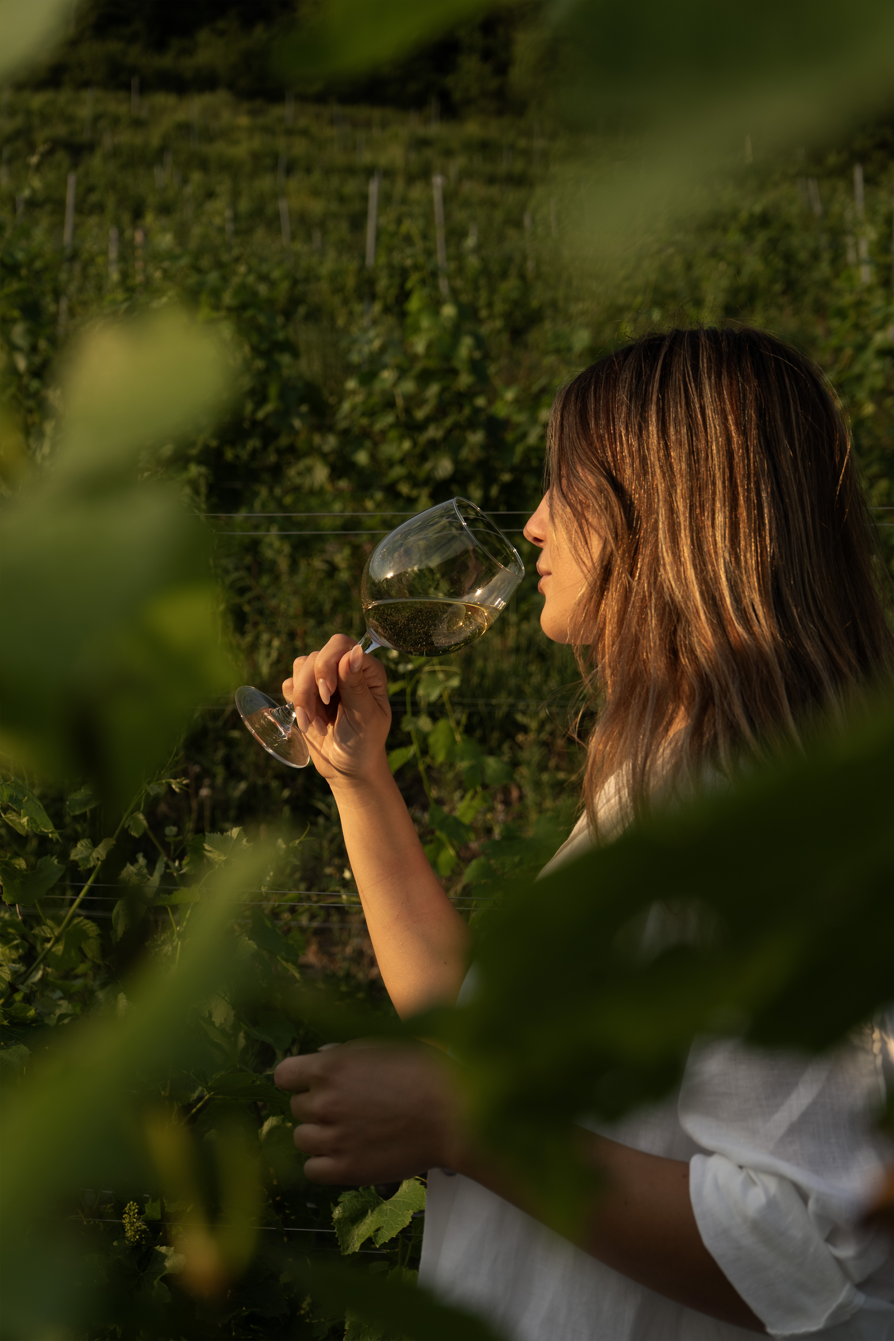 Degustazione Albarec tra i filari