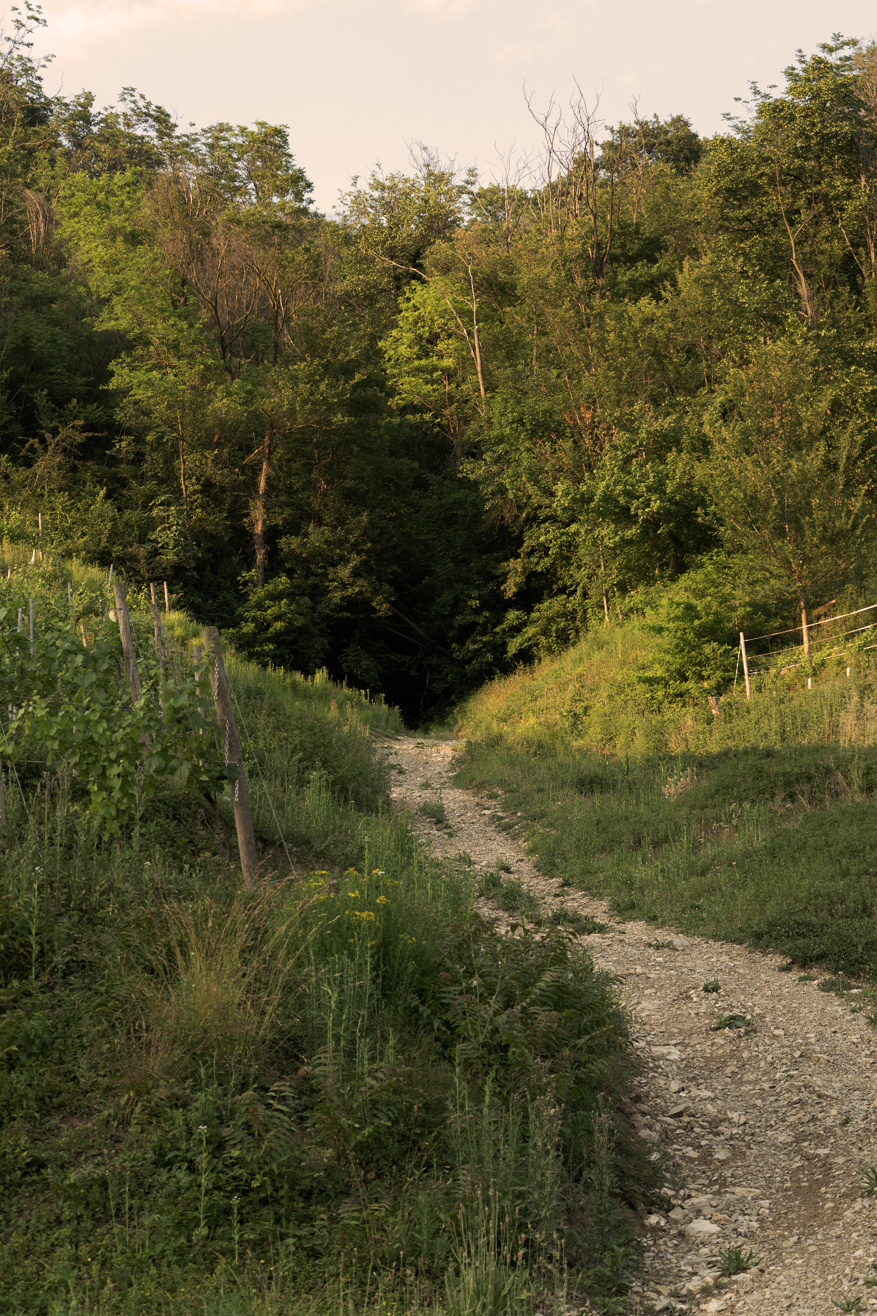 Strada del Roncone tra vigneto e bosco