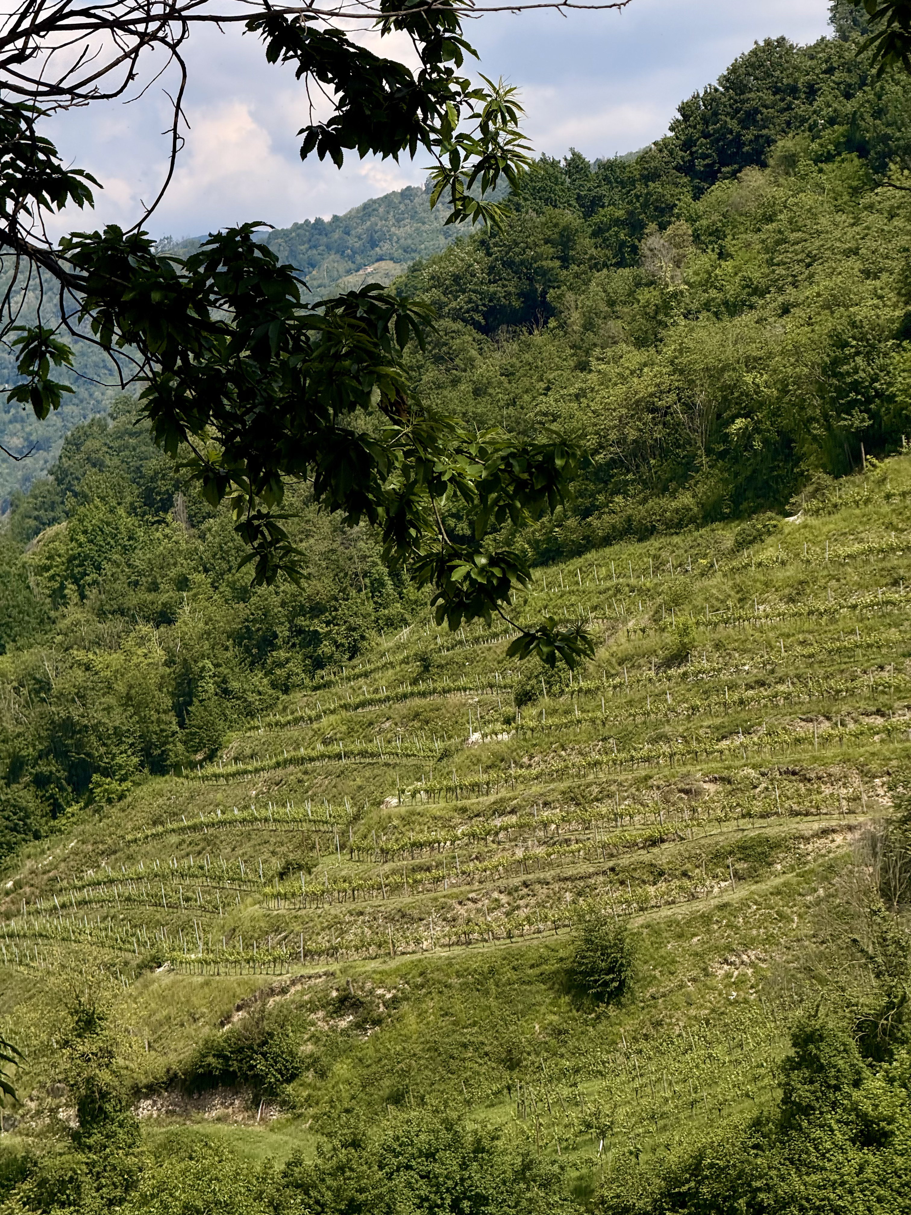 Vigneto tra pendenza e bosco