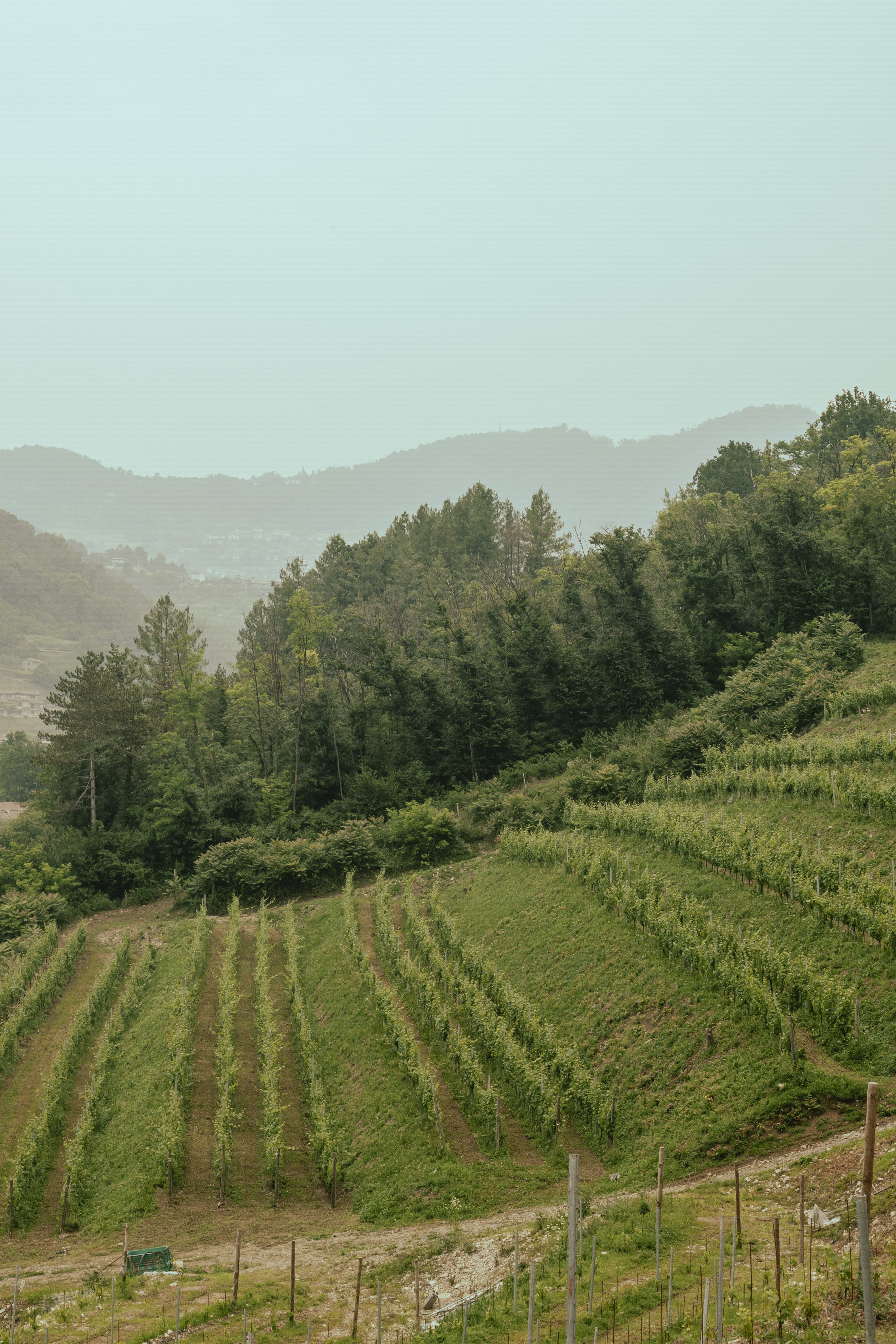 Paesaggio e vigneto Albarec