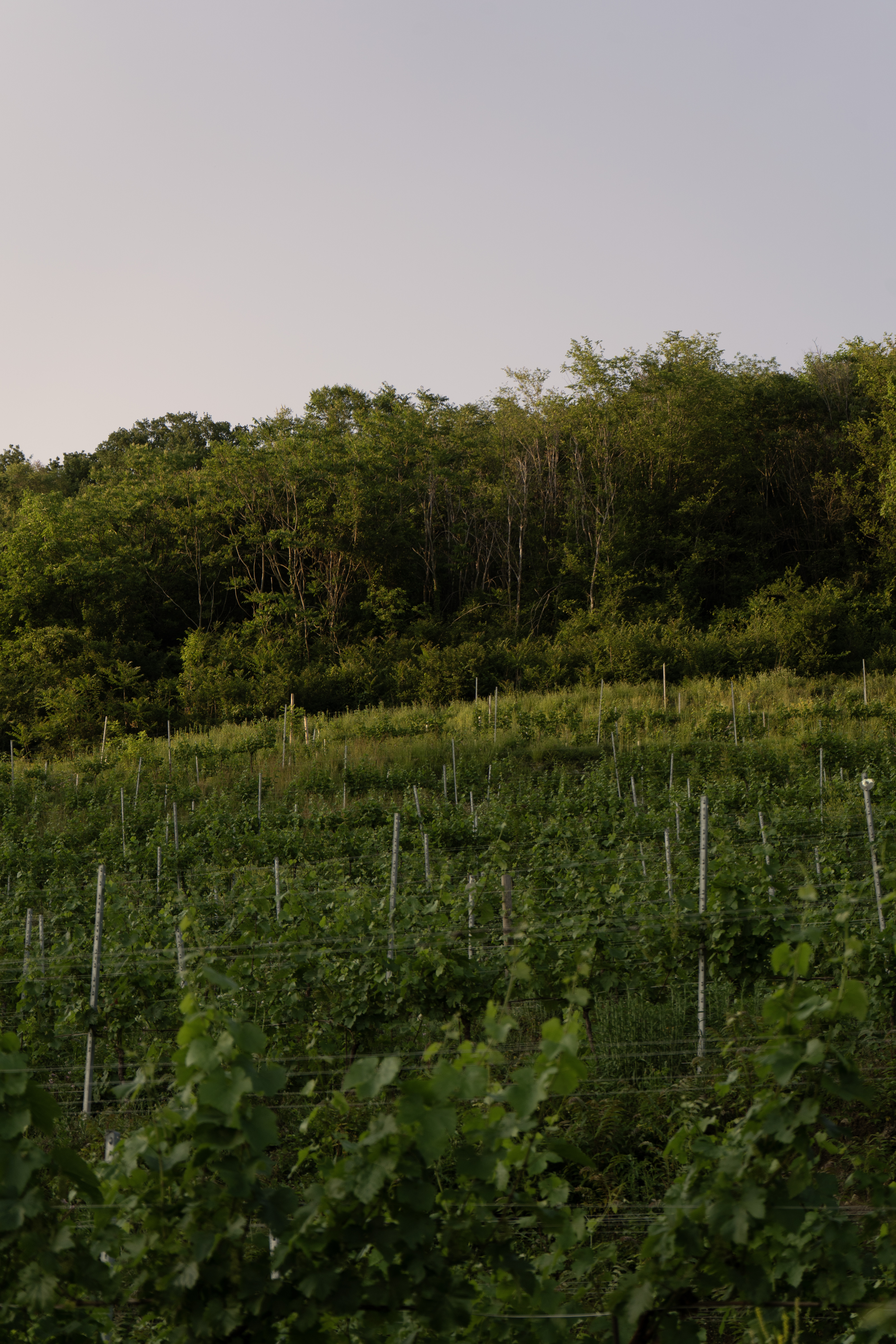 Calice di vino Albarec nel vigneto